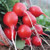 Territorial Seed Radish Cherry Belle 3 Grams