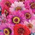 Territorial Seed Zinnia California Giant Mix 1 Gram