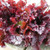 Territorial Seed Lettuce Outredgeous Romaine 1/2 Gram - Organic Biodynamic