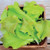 Territorial Seed Lettuce Super Gourmet Salad Blend 4 Grams