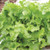 Territorial Seed Lettuce Green Salad Bowl, Loose-Leaf 1 Gram