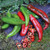 Territorial Seed Pepper Anaheim College 64 1/4 Gram