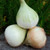 Territorial Seed Onion Walla Walla, Sweet, 1 Gram