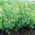 Territorial Seed Sweet Horizon Snow Peas 1 Ounce