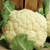 Territorial Seed Cauliflower Snow Crown 1/4 Gram