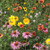 Territorial Seed Flower Mix, Bee Feed Mix, 2 Grams