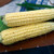 Territorial Seed Sweet Corn Golden Bantam 1 Ounce - Organic