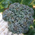 Territorial Seed Broccoli Umpqua 1/2 Gram - Organic