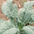 Territorial Seed Kale Nero Di Toscana 1 Gram - Organic Biodynamic