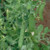 Territorial Seed Snow Pea Oregon Sugar Pod II, 1 Ounce - Organic