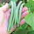 Territorial Seed Bush Bean Provider 1 Ounce - Organic Biodynamic