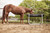 5' Galvanized Hay Rack-Fits 5' Bunk Feeder 5' Galvanized Hay Rack-Fits 5' Bunk Feeder