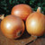 Territorial Seed Patterson Onion, 1/2 gram