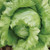 Territorial Seed Regency 2.0 Iceberg/Crisphead Lettuce, 1/4 gram
