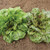 Territorial Seed Organic Flashy Trout's Back Romaine Lettuce, 1/2 gram