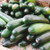 Territorial Seed Black Beauty Zucchini Summer Squash, 3 grams