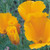 Territorial Seed Organic California Orange Poppy, 1/2 Gram