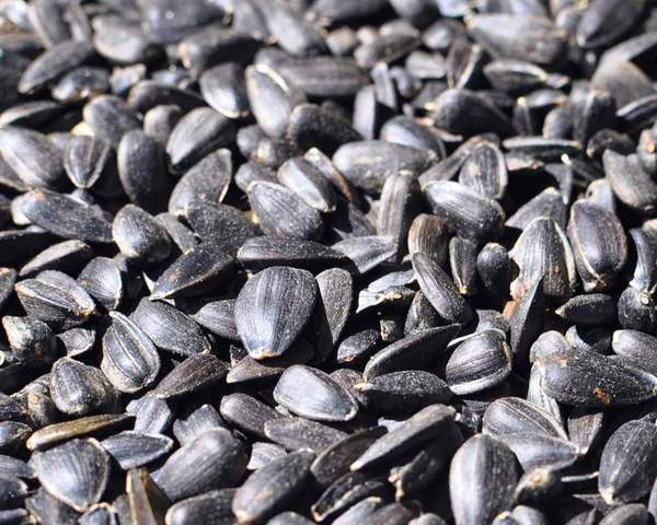 Black Oil Sunflower Seed - Nutrient-rich bird feed for attracting a variety of wild birds.