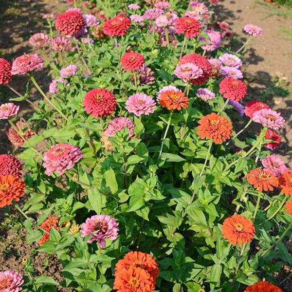 Territorial Seed Zinnia California Giant Mix 1 Gram