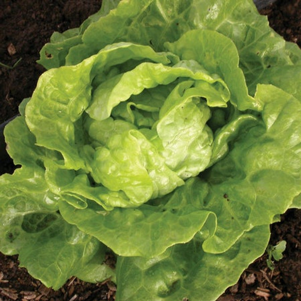 Territorial Seed Lettuce Tom Thumb Butterhead 1 Gram