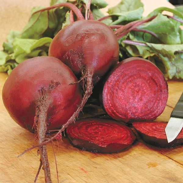 Territorial Seed Beet Early Wonder Tall Top 5 Grams