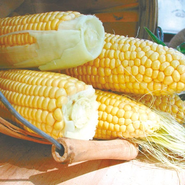 Territorial Seed Sweet Corn Golden Bantam 1 Ounce - Organic