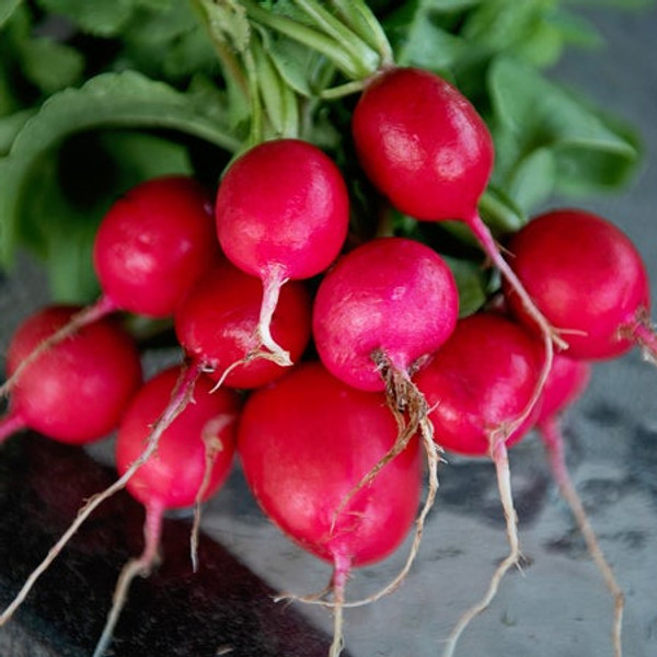 Territorial Seed Radish Sora 3 Grams - Organic & Biodynamic