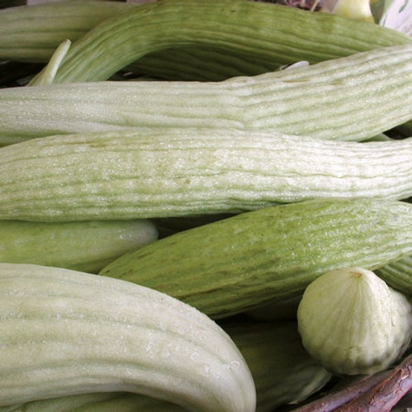 Territorial Seed Slicing Cucumber Armenian 1 Gram - Organic