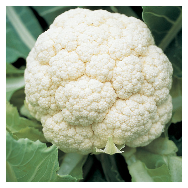 Territorial Seed Cauliflower Goodman 1/8 Gram - Organic