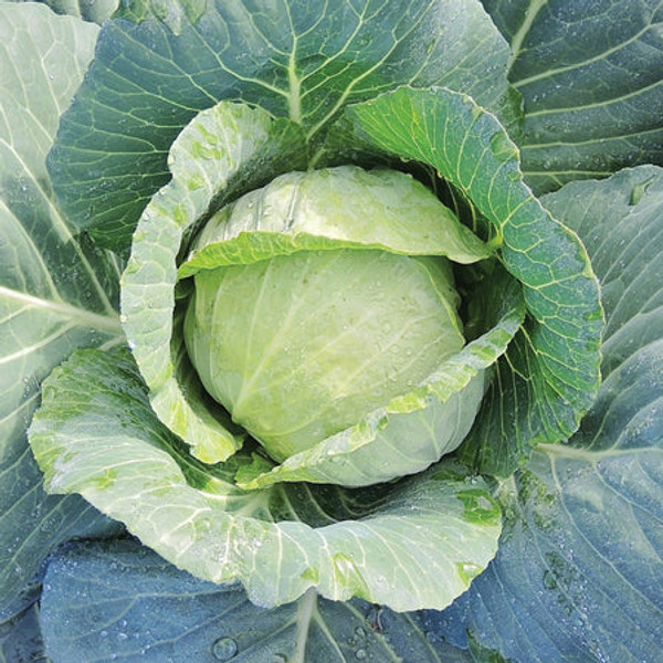 Territorial Seed Charmant Cabbage, 1/2 gram