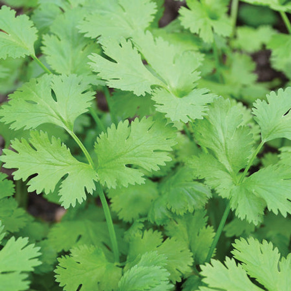 Territorial Seed Cruiser Coriander/Cilantro, 1 gram