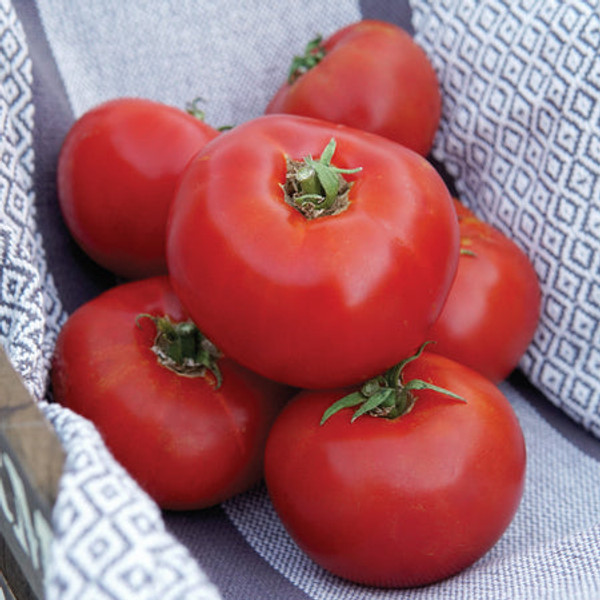 Territorial Seed Organic Siletz Tomato