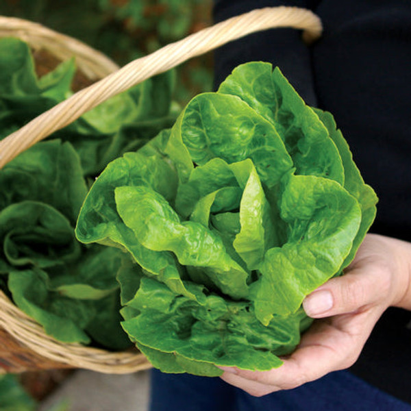 Territorial Seed Little Gem Romaine Lettuce, 1/2 gram