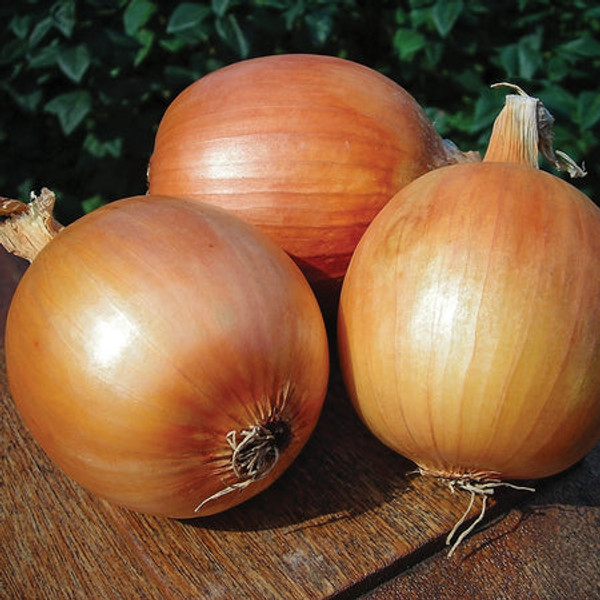 Territorial Seed Patterson Onion, 1/2 gram