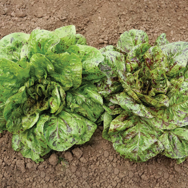 Territorial Seed Organic Flashy Trout's Back Romaine Lettuce, 1/2 gram