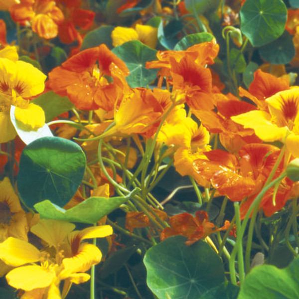 Territorial Seed Nasturtium Tall Trailing Mix, 5 grams