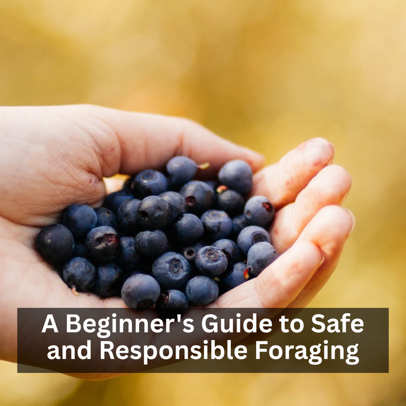 A Beginner's Guide to Safe and Responsible Foraging