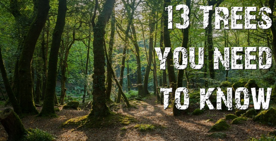 13 Trees you need to know, and how they can help you