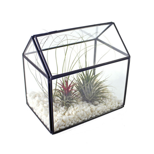 Air Plant Greenhouse