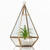 Mini greenhouse for air plant