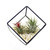 Cubic Glass Wardian Case Flower Pot