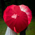 Love Parasol for Wedding Party Valentine Engagement Photo Props