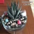 Glass Egg-Shaped Succulent Container