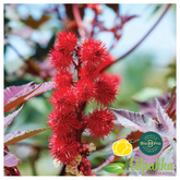 Risiiniöljy ja Musta risiiniöljy (Carapate-öljy) 