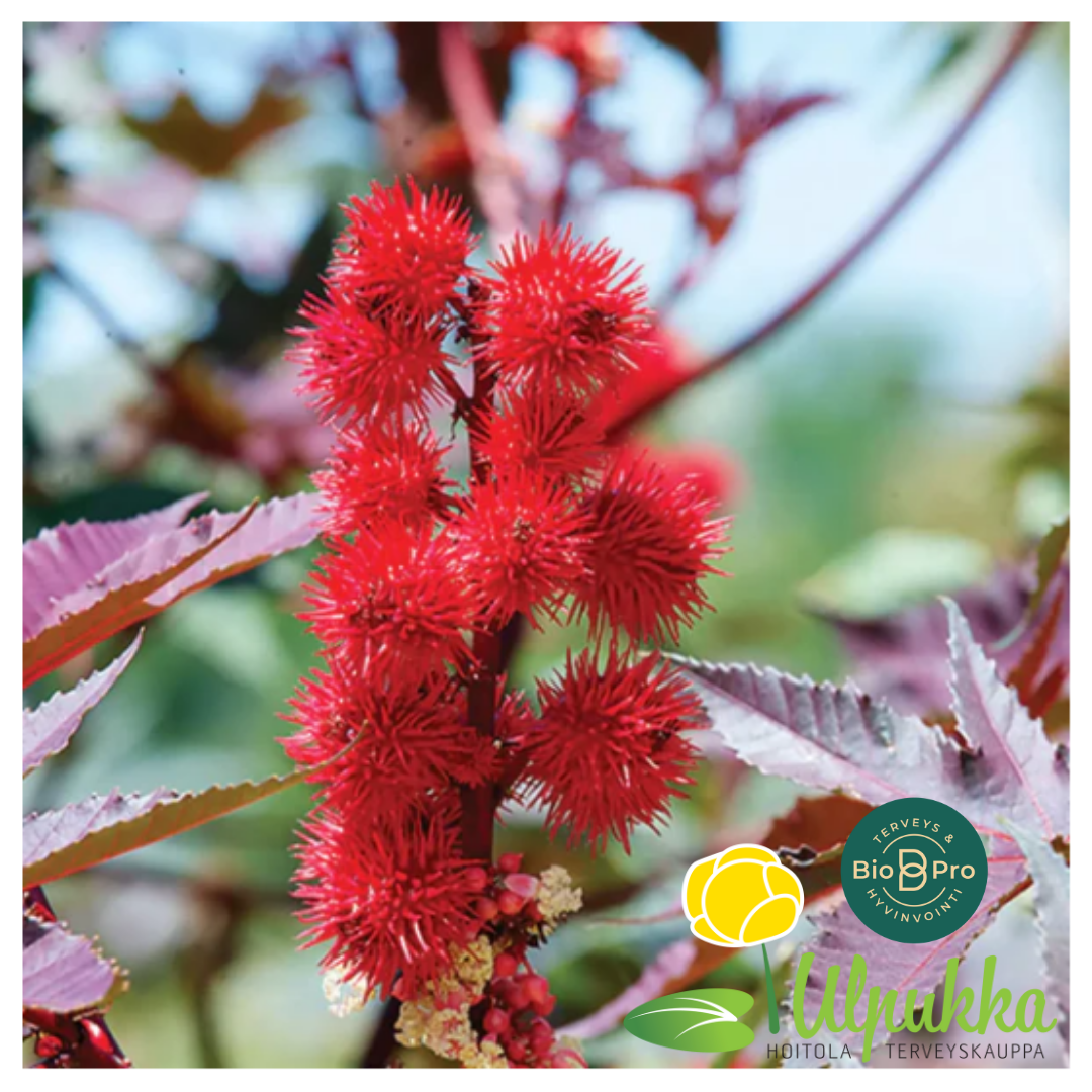 Risiiniöljy ja Musta risiiniöljy (Carapate-öljy) 