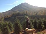 Why are Christmas Tree Farms Important? 