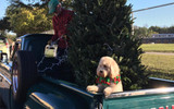 The truth about Real Christmas trees