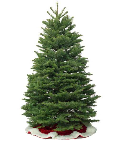 A fresh-cut Noble Fir Christmas Tree stands upright on a white background, fully displayed with a traditional conical shape and dense, symmetrical branches. The tree is unlit and undecorated, allowing its natural rich green needles and sturdy structure to shine. It sits in a red and white tree skirt, highlighting the classic holiday aesthetic. This real Noble Fir is ideal for indoor Christmas displays, offering strong branches for ornaments and excellent needle retention. Perfect for homes, offices, or festive events seeking an authentic, premium-quality Christmas tree.
