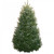 7-8' Fraser Fir 7-8' Fraser Fir