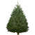10-11' Fraser Fir